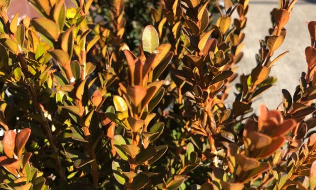 Boxwood Bronzing Blues