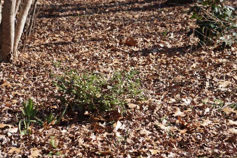 During the winter months, fallen leaves provide a place of refuge for many beneficial insects.