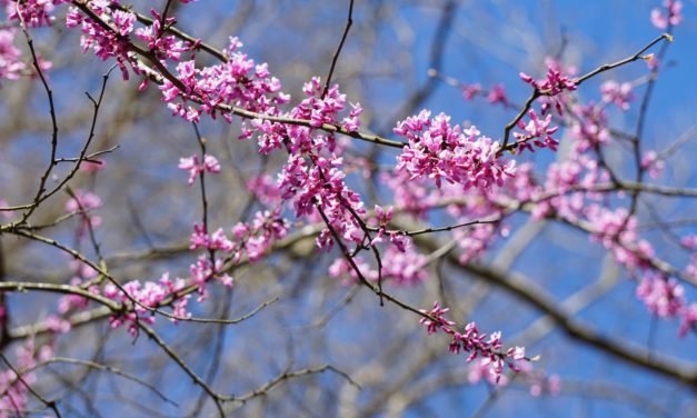 Citizen Science Opportunity: The Redbud Phenology Project