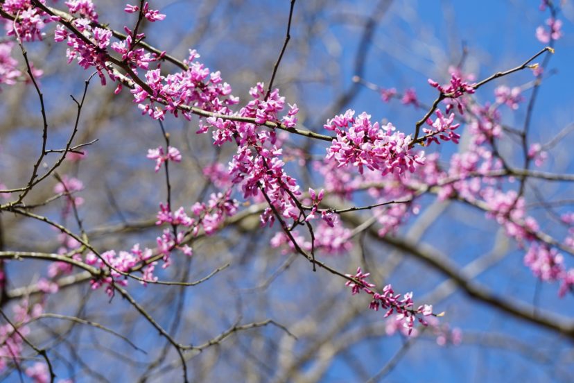 Eastern redbud (Cercis canadensis) in the open flower phenophase.