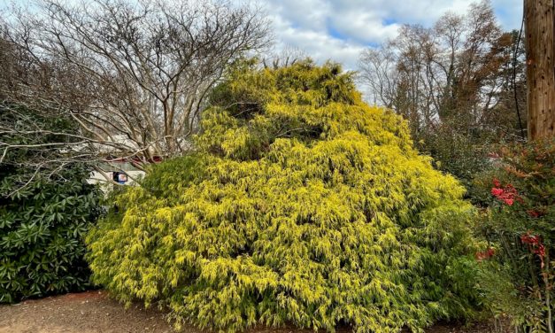 Growing Gold in the Winter Landscape