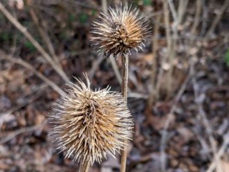 Goldfinches and other small birds feed on purple coneflower (Echinacea purpurea) seeds during the winter months.