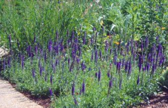 Goodness Grows Veronica (Veronica ‘Goodness Grows’) is an erect, clump-forming hybrid which grows to only about 10 to 12 inches in height.