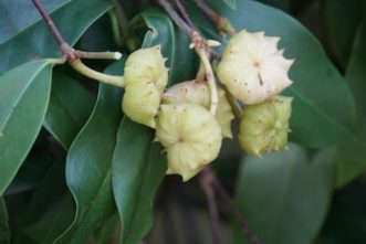 In the late summer, star-shaped seed pods develop.