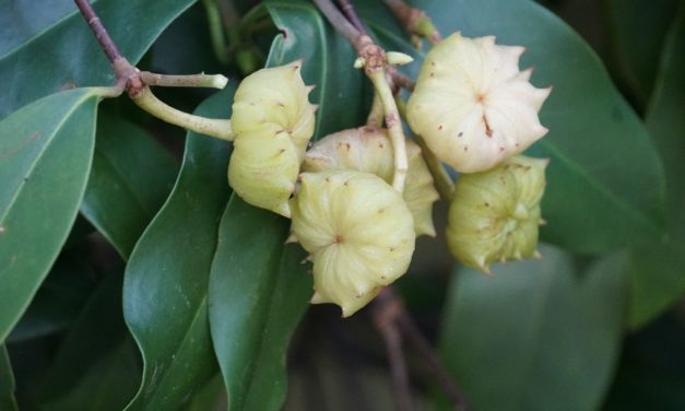 Florida Anise