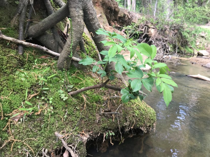 Just a short three months after installation, this elderberry (Sambucus canadensis) livestake is already producing foliage. Volunteers from the City of Greer helped install more than 200 livestakes along Brushy Creek to repair the exposed stream banks.