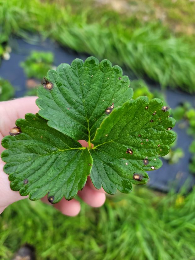 Leaf spot on strawberry.