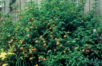 Miss Huff Lantana (Lantana camara ‘Miss Huff’) will grow into a large shrub that is 4 to 5 feet wide and tall. It is cold hardy in USDA planting zones 7 to 11. Do not cut back the old wood until after the last spring frost.