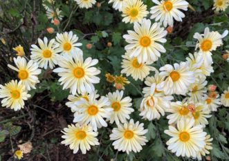 Ryan’s Yellow Chrysanthemum (Dendranthemum ‘Ryan’s Yellow’) has large, soft-yellow flowers with golden centers.