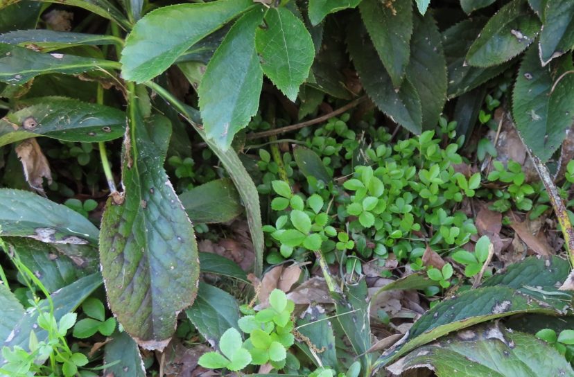 Seedlings appear near parent plants of Lenten rose (Helleborus x hybridus), which can be readily transplanted to additional shady sites.