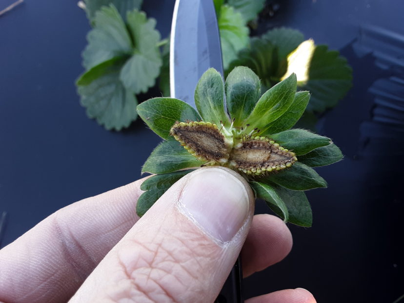 Some of the fruit on the plants look ok, but cold damage can be seen easily when sliced open. These fruits will become a major source of Botrytis inoculum as temperatures warm up. 