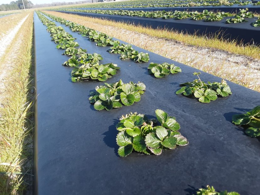 Strawberries are progressing and now have 3 to 4 crowns.