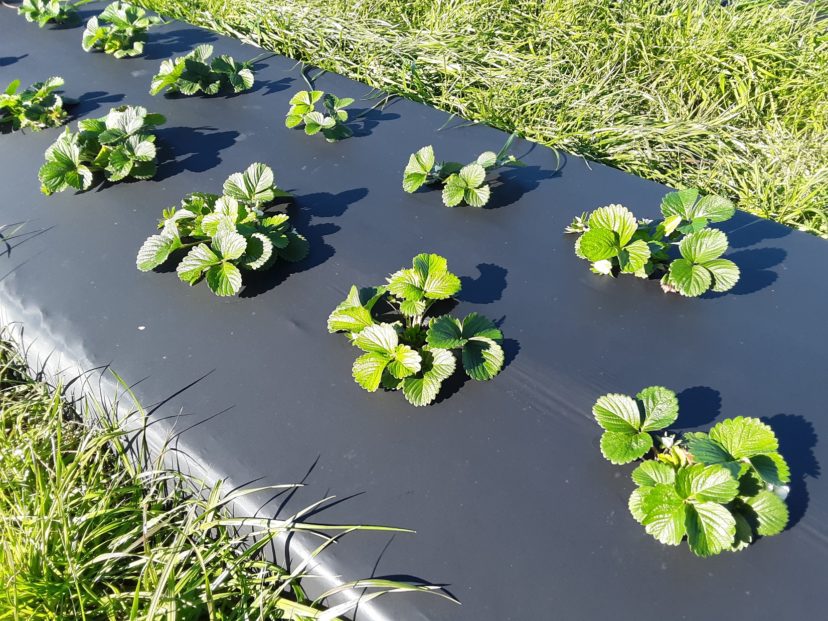 Strawberry plants are a little bit behind right now, but otherwise, they look healthy.
