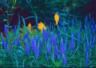 The deep blue flower spikes of Goodness Grows Veronica bloom from late spring until mid-summer.
