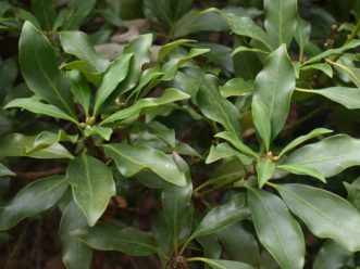 The foliage color of Florida anise is lustrous to dull, dark green on top of the leaf and pale green underneath.