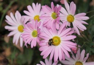 The Ryan’s series of old-fashioned mums are pollinator magnets. Ryan’s Pink Chrysanthemum (Dendranthemum ‘Ryan’s Pink’) is shown here with a bumble bee.
