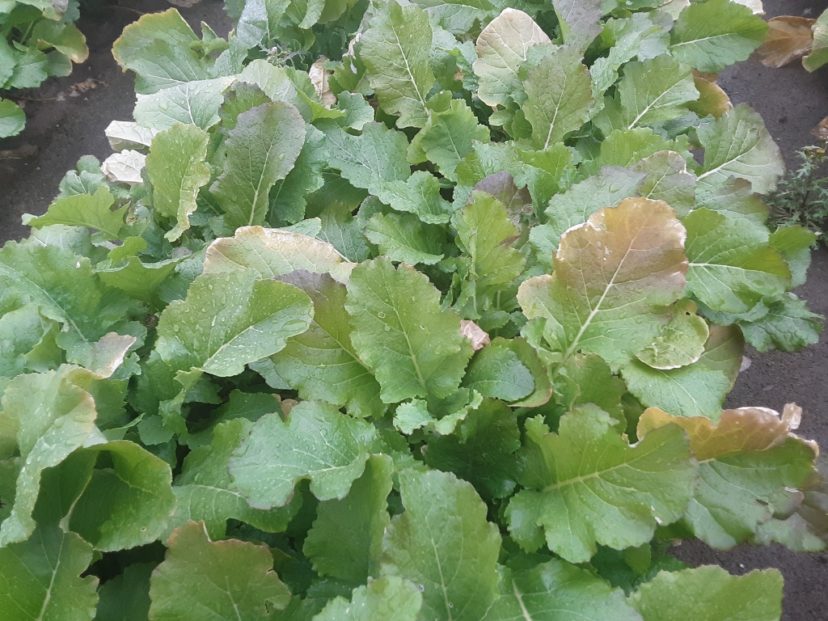 We are seeing some cold injury on the margins of some of our greens here in the Midlands.