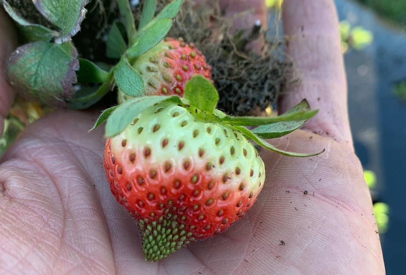 A picture containing fruit, plant Description automatically generated