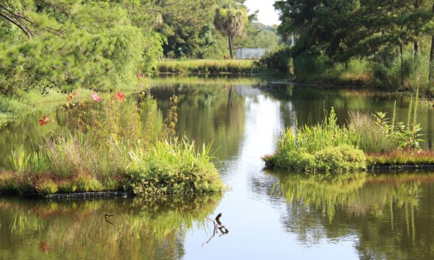 Floating Wetlands for a Healthy Pond