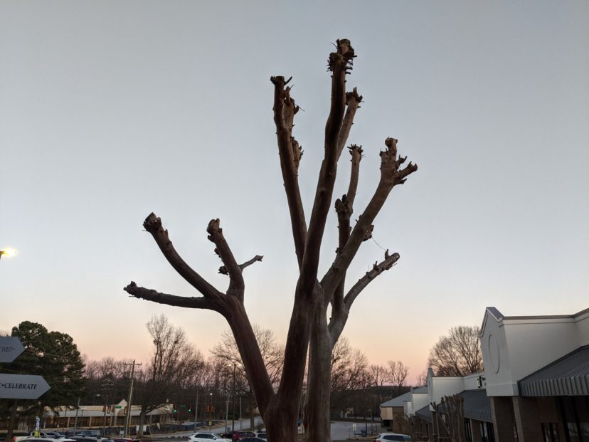 A tree with no leaves Description automatically generated with medium confidence