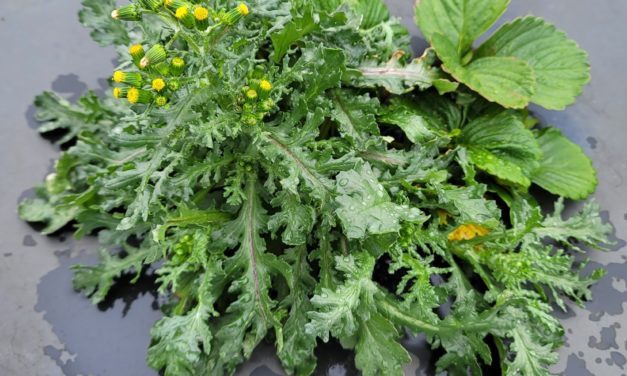 SC Fruit and Vegetable Field Report – February 7, 2022