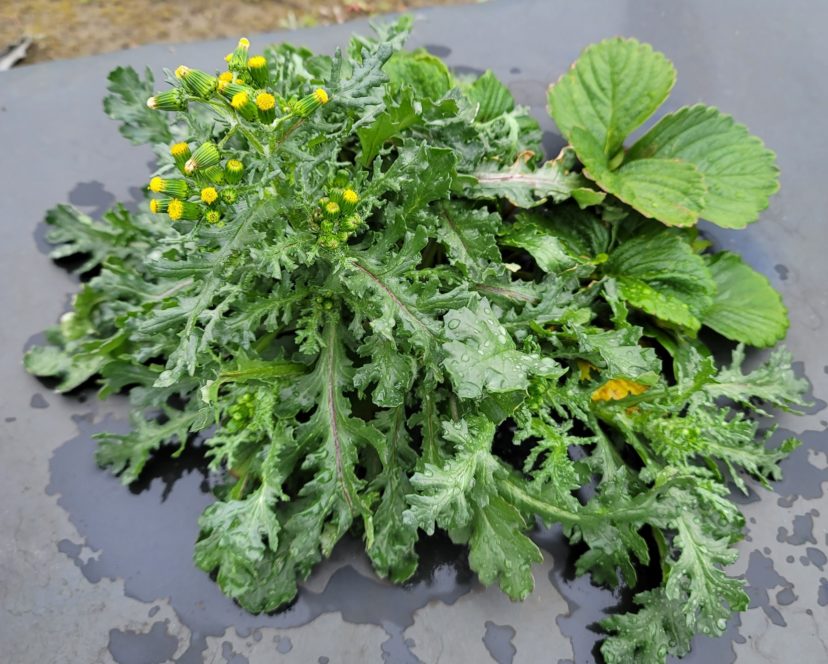 As the weather warms, weeds in the plant holes can explode in growth. Get them out ASAP.