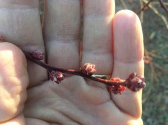 Climax (rabbiteye blueberry) between bud swell and early green tip stage.