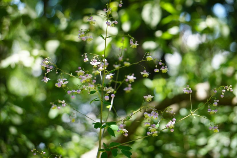 Lavender Mist meadow rue (Thalictrum rochebruneanum ‘Lavender Mist’) is native to Japan and has airy, delicate lavender-purple flowers.
