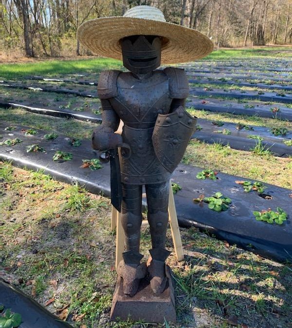One of the most interesting deer deterrents I have ever seen on a farm. This farmer took garden art to a new level.