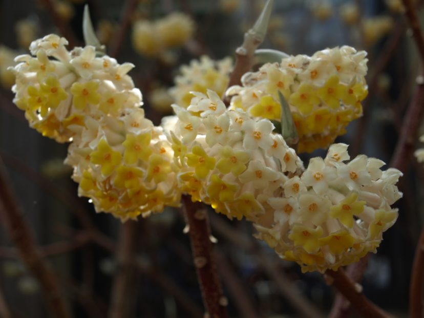 Paperbush (Edgeworthia chrysantha) blooms during the gray winter months.