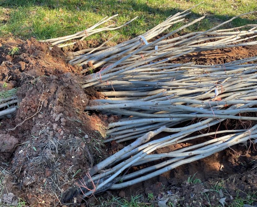 Pecan trees heeled in and need to go in the ground very soon.