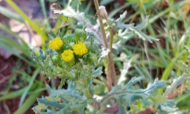 Weed of the Month Common Groundsel