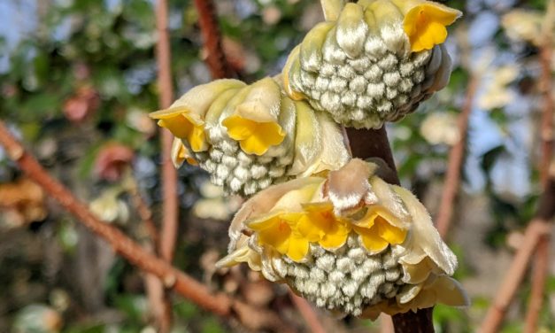 Paperbush