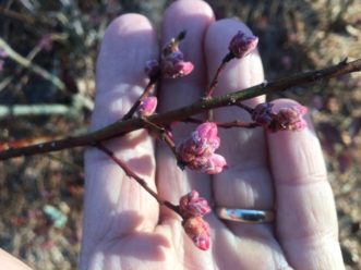 The non-commercial cultivar, Sunshine Blue (Southern highbush) at the early pink bud stage.