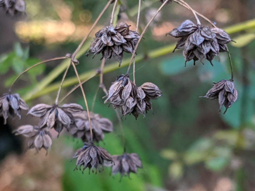 The seeds of Lavender Mist meadow rue add interest to the late fall and early winter garden.