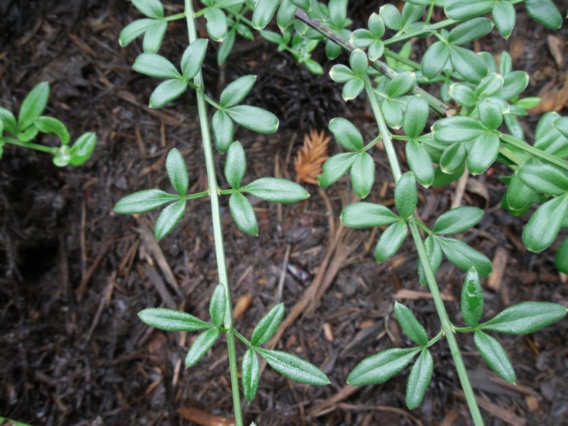 The small deciduous leaves are parted into three leaflets.
