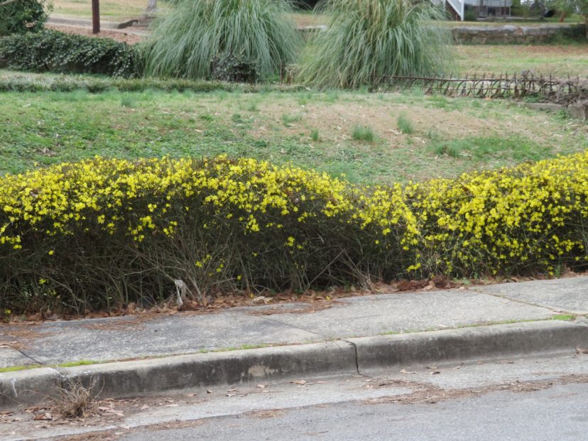 This is a neglected but beautiful planting of winter jasmine.