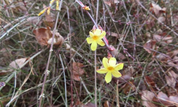 Winter Jasmine
