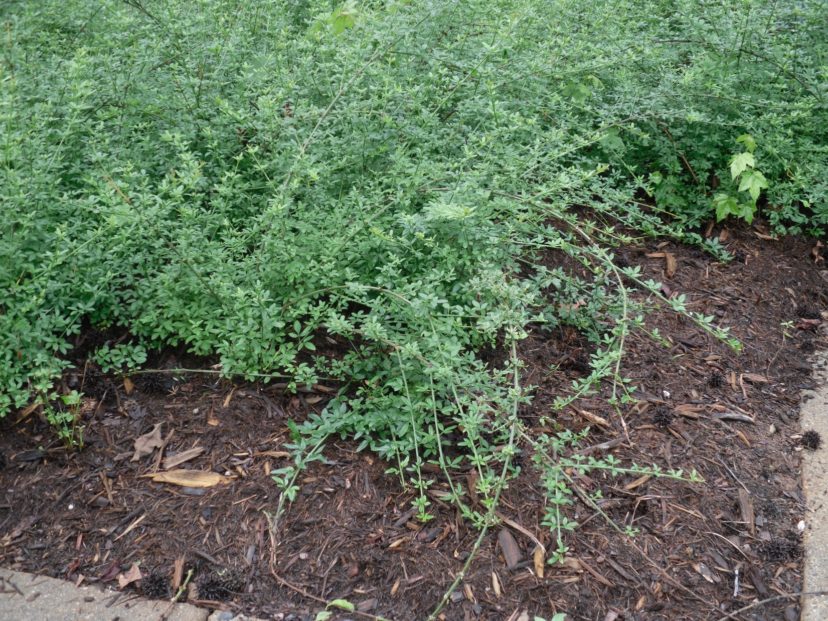 Winter jasmine has a sprawling, mounded habit.
