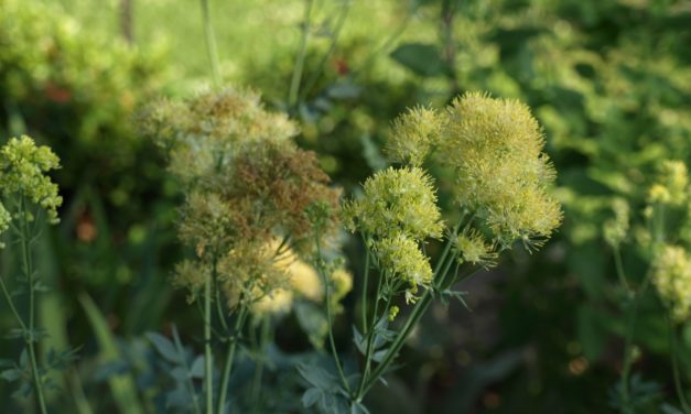 Meadow Rue