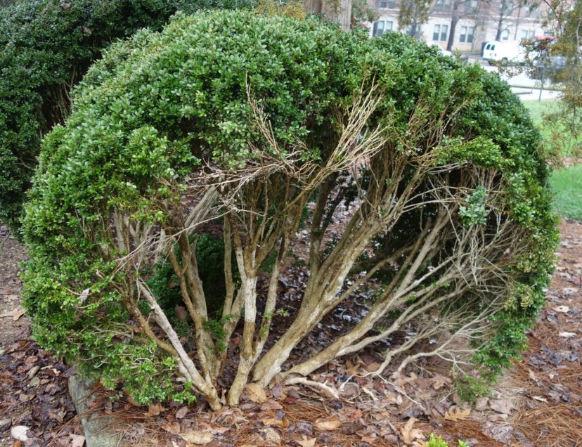 A peek inside a dwarf English boxwood reveals leafless stems and branches supported by a dense outer shell of leaves.