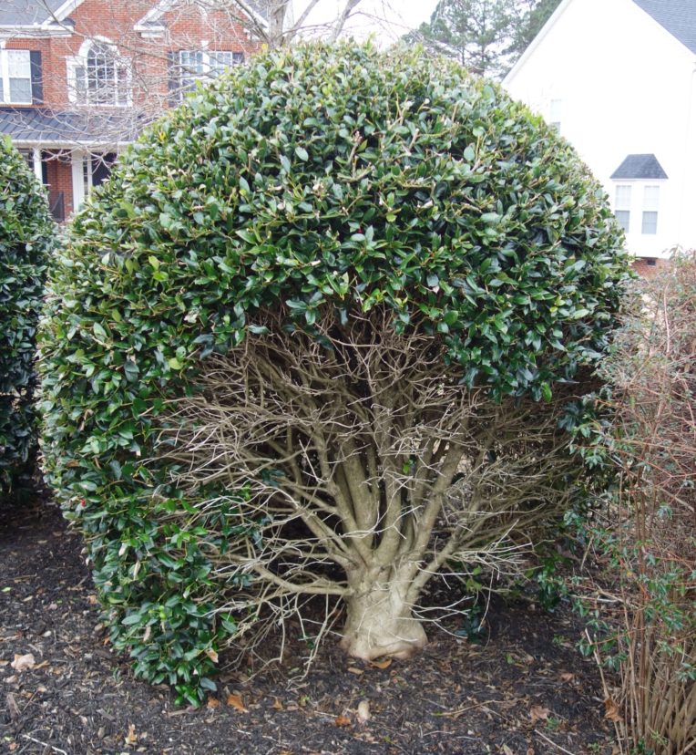 A peek inside a sheared needlepoint holly reveals leafless stems and branches supported by a dense outer shell of leaves.