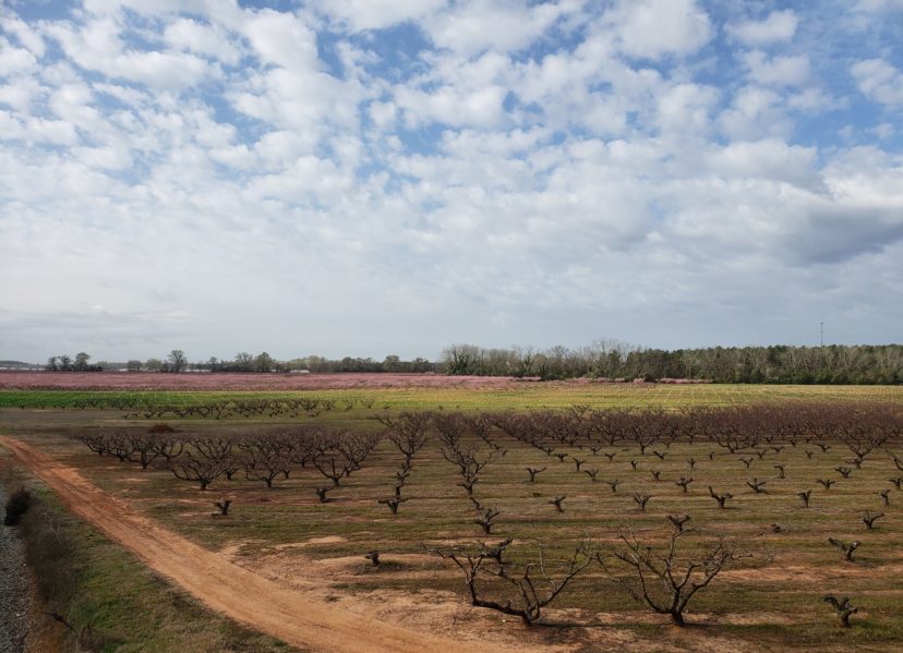 A view showing several different variety blocks of peaches in different bloom stages.