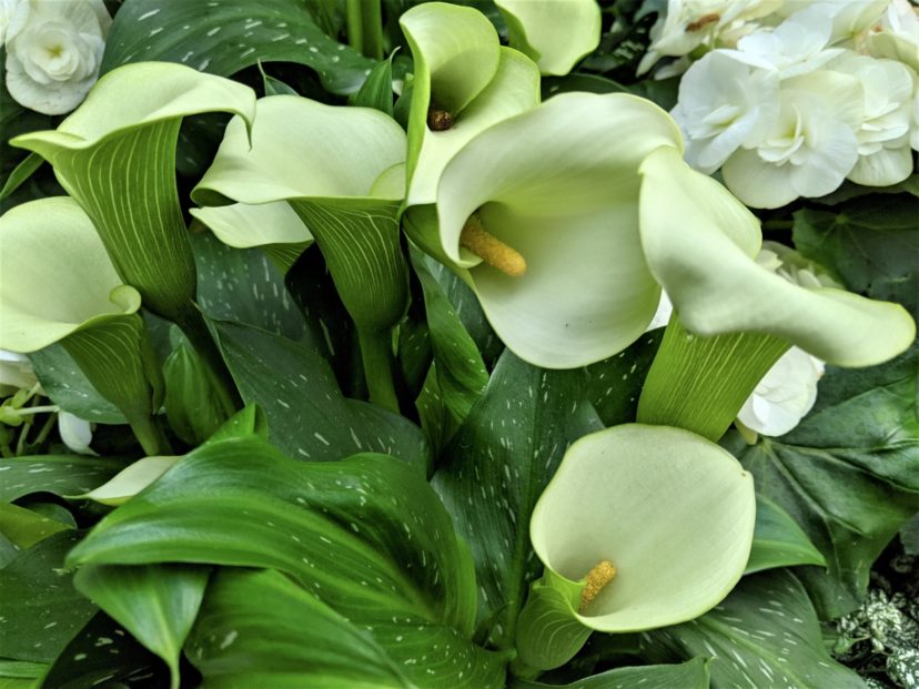 According to Victorian flower lore, calla lilies (Zantedeschia aethiopica) symbolize devotion, purity, and bliss.