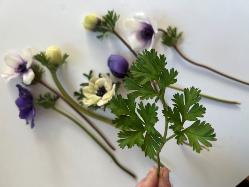 Anemone coronaria has finely dissected foliage that looks similar to Parsley. If left in g round to overwinter, be sure to look out for its foliage that will start to peek out from the soil in late winter as the soil starts to warm up.