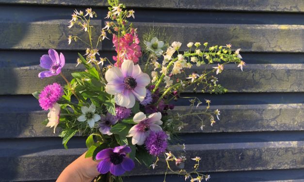 Spring Is Here, And So Are My Anemones