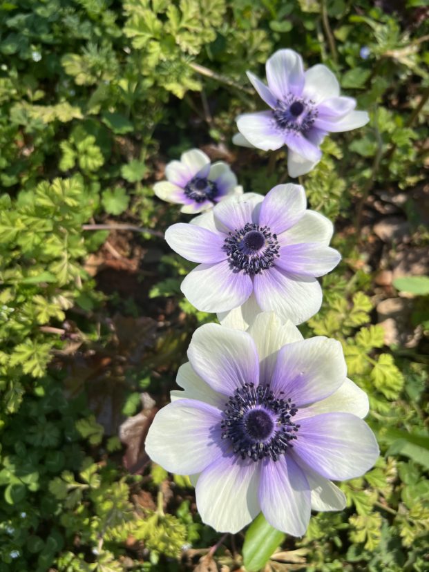 Anemone  (Anemone coronaria‘ De Caen Blue-White’) fades from a blue violet center to a creamy white outer edge.