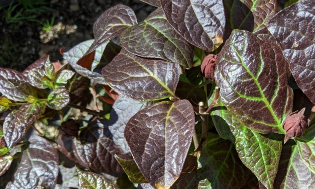 Burgundy Spice Sweetshrub