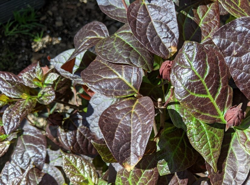Burgundy Spice is an exciting cultivar of the Southeast native sweetshrub (Calycanthus floridus).