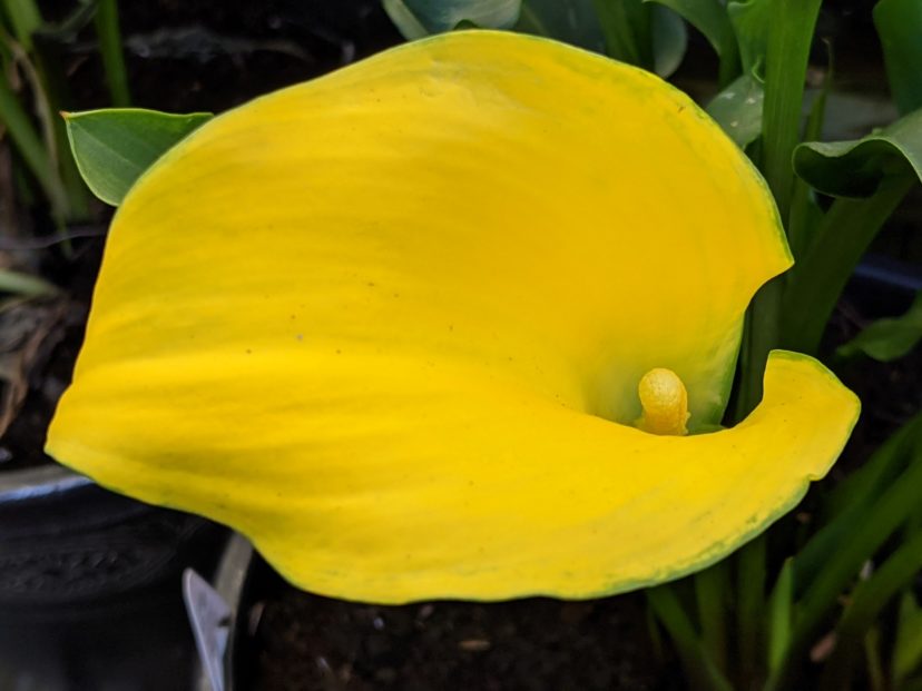 Captain Solo calla lily (Zantedeschia hybrida ‘Captain Solo’) is a yellow flowering hybrid.
